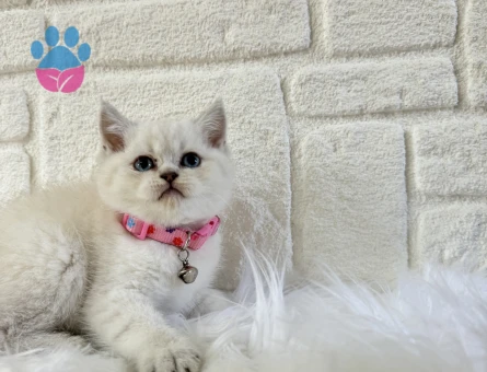 Mavi Gözlü Masumiyet! 2 Aylık British Shorthair Prensesimiz