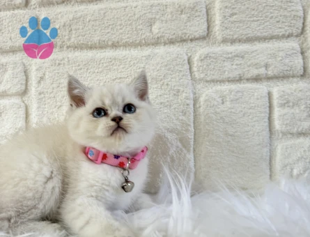 Mavi Gözlü Masumiyet! 2 Aylık British Shorthair Prensesimiz