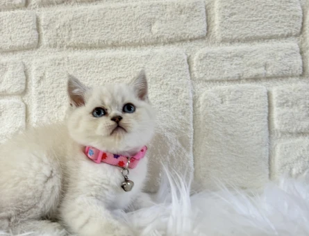 Mavi Gözlü Masumiyet! 2 Aylık British Shorthair Prensesimiz