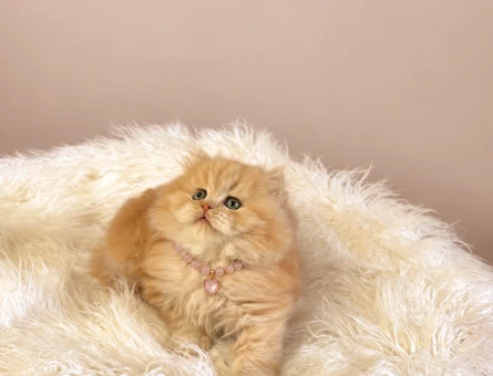 British Longhair AY12 Dişi Yavrumuz Yeni Yuvasını Arıyor - 10382