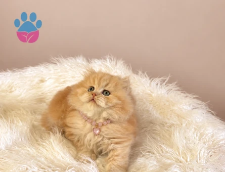 British Longhair AY12 Dişi Yavrumuz Yeni Yuvasını Arıyor - 10382 - Görsel 3