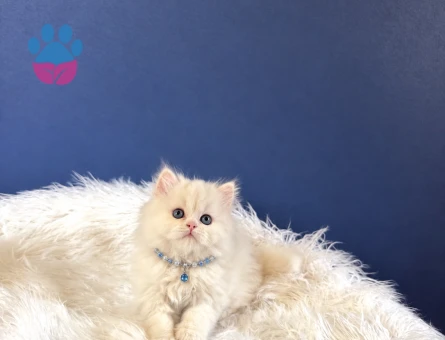 Bembeyaz British Longhair Erkek Yavrumuz Yeni Yuvasını Arıyor - 10383 - Görsel 2