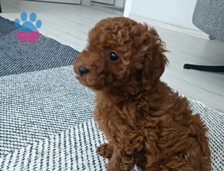 9 Ağustos Doğumlu Gerçek Minyatür Toy Poodle Yavru Dişi Uyguna Verilecektir. - 10385