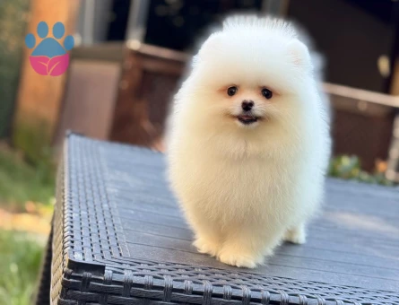 POMERANIAN ÜRETİM ÇİFTLİĞİNDEN - 10386 - Görsel 3