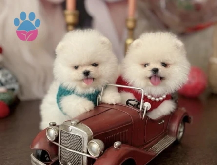 POMERANIAN ÜRETİM ÇİFTLİĞİNDEN - 10387