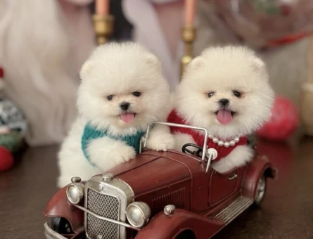 POMERANIAN ÜRETİM ÇİFTLİĞİNDEN - 10387