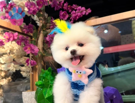 POMERANIAN ÜRETİM ÇİFTLİĞİNDEN - 10387 - Görsel 3
