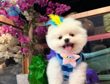 POMERANIAN ÜRETİM ÇİFTLİĞİNDEN - 10387 - Görsel 4