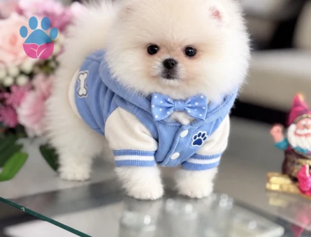 POMERANIAN ÜRETİM ÇİFTLİĞİNDEN - 10388