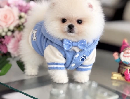 POMERANIAN ÜRETİM ÇİFTLİĞİNDEN - 10388