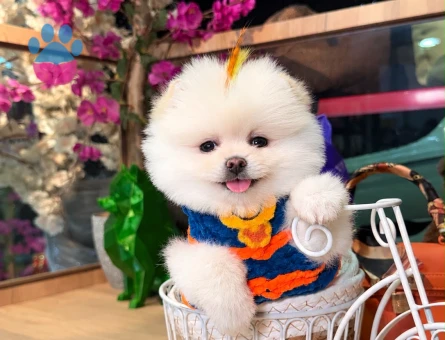 POMERANIAN ÜRETİM ÇİFTLİĞİNDEN - 10388 - Görsel 3