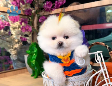 POMERANIAN ÜRETİM ÇİFTLİĞİNDEN - 10388 - Görsel 4