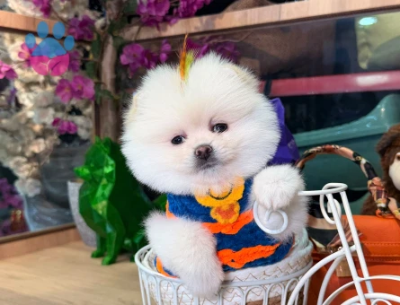 POMERANIAN ÜRETİM ÇİFTLİĞİNDEN - 10388 - Görsel 5