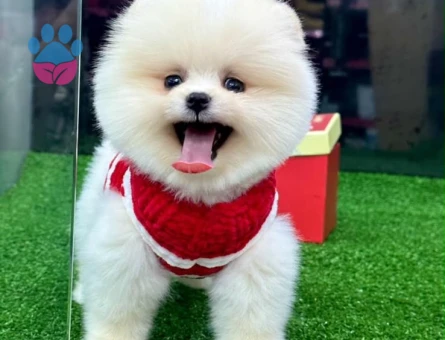 POMERANIAN ÜRETİM ÇİFTLİĞİNDEN - 10389 - Görsel 2