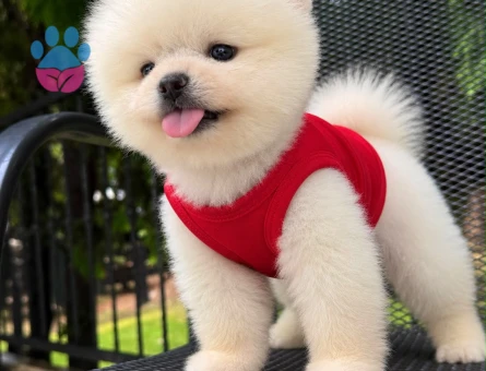 POMERANIAN ÜRETİM ÇİFTLİĞİNDEN - 10389 - Görsel 3