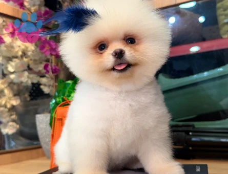 POMERANIAN ÜRETİM ÇİFTLİĞİNDEN - 10389 - Görsel 4
