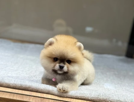 POMERANIAN ÜRETİM ÇİFTLİĞİNDEN - 10390