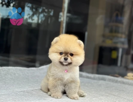 POMERANIAN ÜRETİM ÇİFTLİĞİNDEN - 10390 - Görsel 4