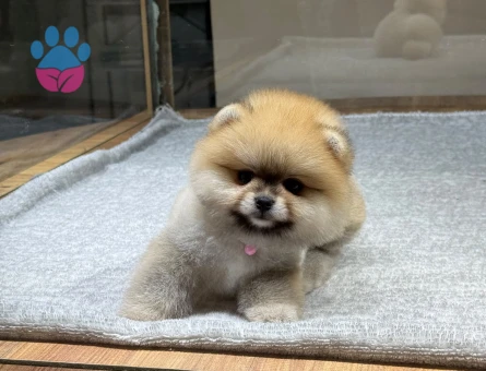 POMERANIAN ÜRETİM ÇİFTLİĞİNDEN - 10390 - Görsel 3