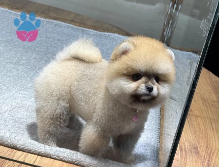 POMERANIAN ÜRETİM ÇİFTLİĞİNDEN - 10390 - Görsel 5