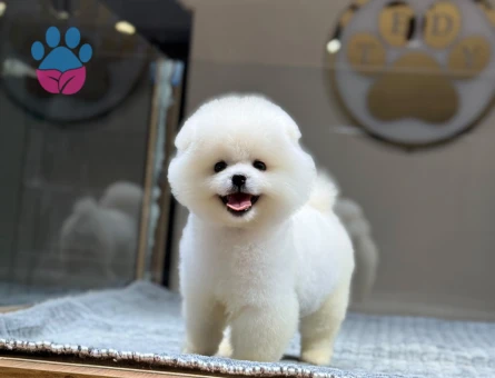 Pomeranıan üretim çiftliğinden - 10392 - Görsel 2