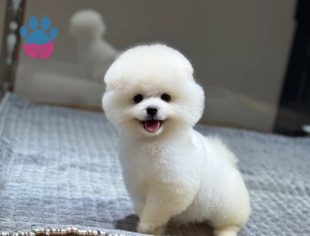 Pomeranıan üretim çiftliğinden - 10392 - Görsel 5