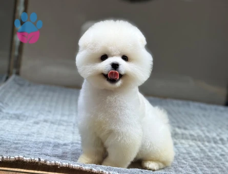 Pomeranıan üretim çiftliğinden - 10392 - Görsel 4