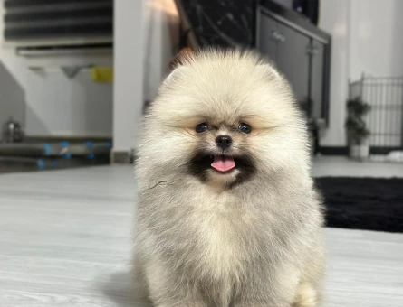POMERANIAN ÜRETİM ÇİFTLİĞİNDEN - 10393