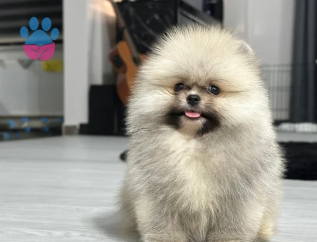 POMERANIAN ÜRETİM ÇİFTLİĞİNDEN - 10393 - Görsel 3