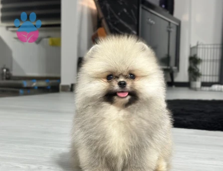 POMERANIAN ÜRETİM ÇİFTLİĞİNDEN - 10393 - Görsel 4
