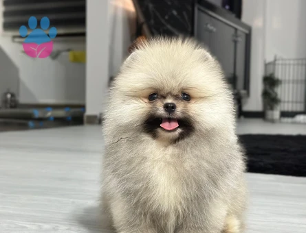 POMERANIAN ÜRETİM ÇİFTLİĞİNDEN - 10393 - Görsel 5