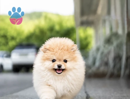 Boo Pomeranian Teddy Bear Ayiciklar - 10396