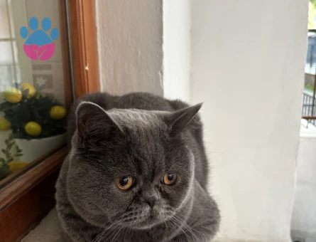 Scottish fold erkek kısır kedimiz yuva arıyor - 10397 - Görsel 2
