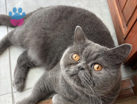 Scottish fold erkek kısır kedimiz yuva arıyor - 10397 - Görsel 3