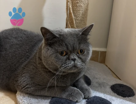 Scottish fold erkek kısır kedimiz yuva arıyor - 10397 - Görsel 4