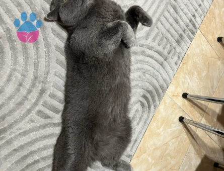 Scottish fold erkek kısır kedimiz yuva arıyor - 10397 - Görsel 5
