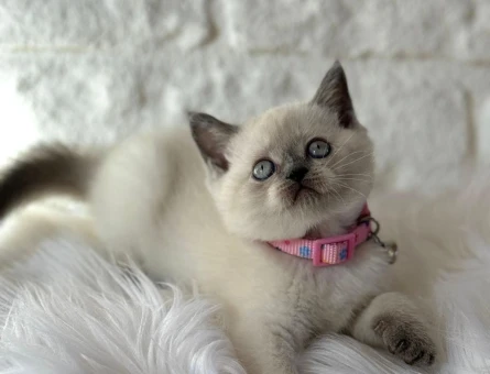 British Shorthair Point Dişi 2 Aylık - 10398