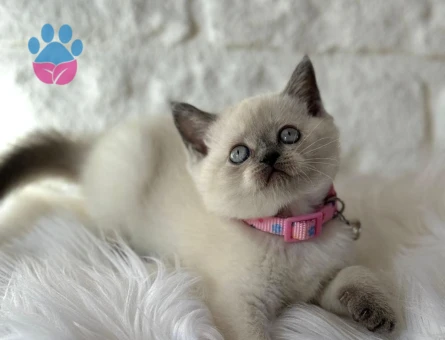 British Shorthair Point Dişi 2 Aylık - 10398 - Görsel 3