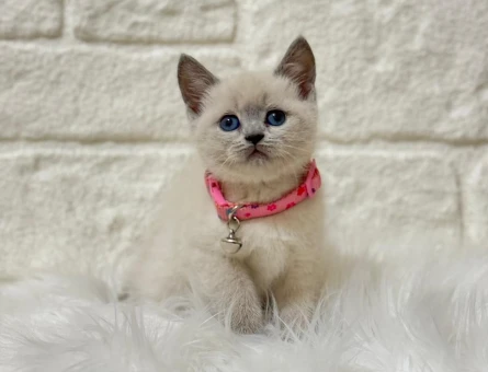 2 Aylık British Shorthair Point Dişi Bebeğimiz - 10399