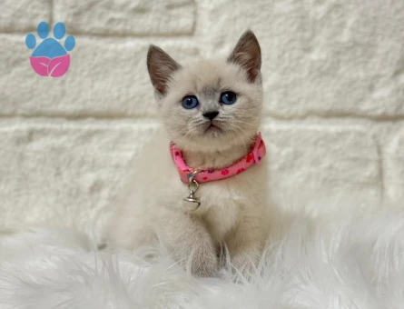 2 Aylık British Shorthair Point Dişi Bebeğimiz - 10399 - Görsel 3