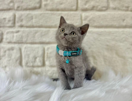 Sevimli British Shorthair Gri Bebeğimiz - 10400