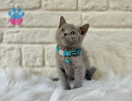 Sevimli British Shorthair Gri Bebeğimiz - 10400 - Görsel 3