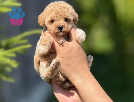 KOREA TEACUP MALTİPOO BEBEKLERİMİZ IRK VE SAĞLIK GARANTİLİ - 10401 - Görsel 2