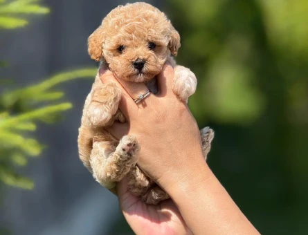 KOREA TEACUP MALTİPOO BEBEKLERİMİZ IRK VE SAĞLIK GARANTİLİ - 10401