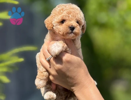 KOREA TEACUP MALTİPOO BEBEKLERİMİZ IRK VE SAĞLIK GARANTİLİ - 10401 - Görsel 3