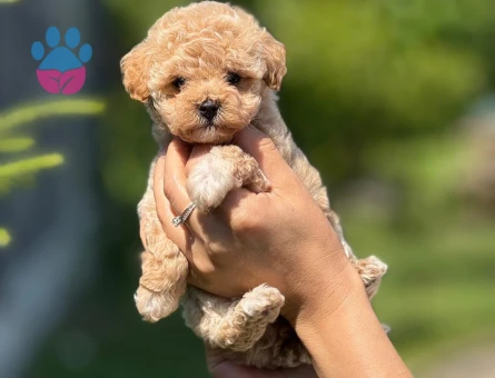 KOREA TEACUP MALTİPOO BEBEKLERİMİZ IRK VE SAĞLIK GARANTİLİ - 10401 - Görsel 4