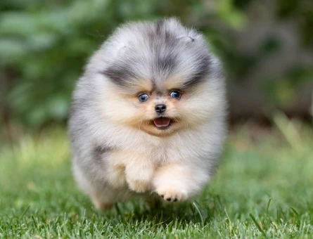 Nadir Pomeranian Boo Merle Renk En Mini Yavrularımız - 10405