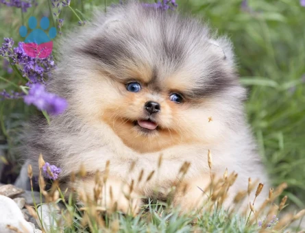 Nadir Pomeranian Boo Merle Renk En Mini Yavrularımız - 10405 - Görsel 4