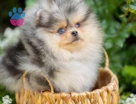 Nadir Pomeranian Boo Merle Renk En Mini Yavrularımız - 10405 - Görsel 3