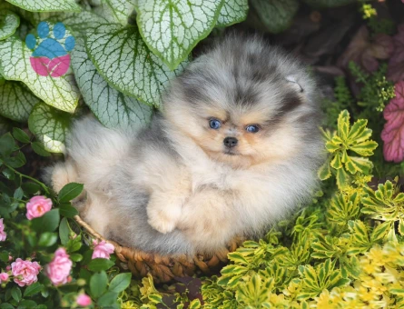 Nadir Pomeranian Boo Merle Renk En Mini Yavrularımız - 10405 - Görsel 5